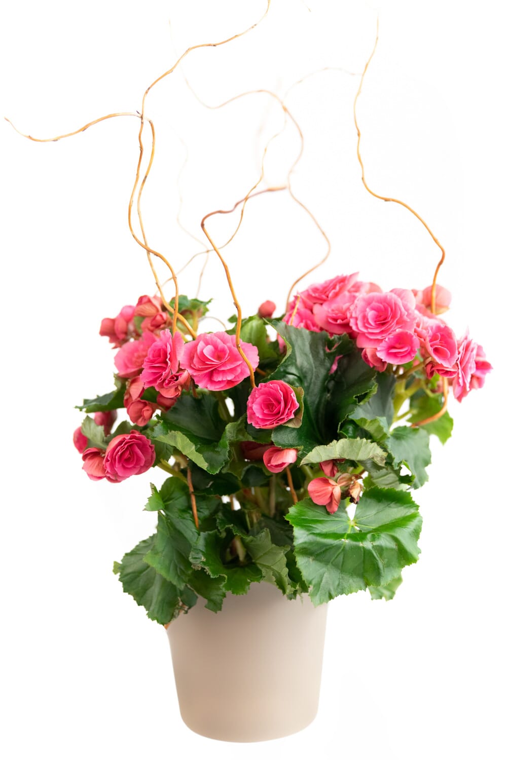 Azalee im Topf und Weidenschmuck